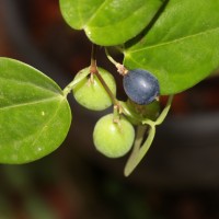 <i>Passiflora suberosa</i> L.